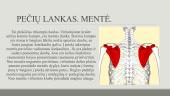 Viršutinių galūnių kaulų radiologinė ir topografinė anatomija 12 puslapis