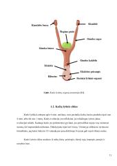 Kačių pieno liaukos ir ginekologinės ligos 10 puslapis