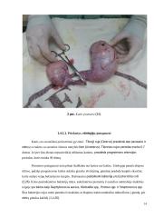 Kačių pieno liaukos ir ginekologinės ligos 13 puslapis