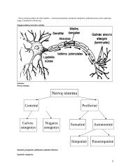 Psichologijos įvado kursas 9 puslapis