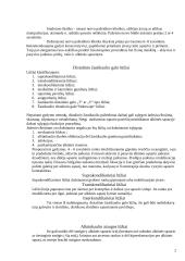 Rankos kaulų lūžiai 2 puslapis