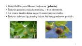 Klevalapis platanas  12 puslapis