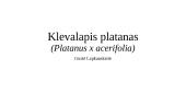 Klevalapis platanas  17 puslapis