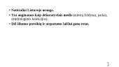Klevalapis platanas  7 puslapis