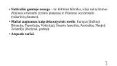 Klevalapis platanas  8 puslapis
