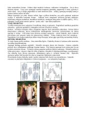 Renesansas ir Renesanso epochos bruožai mene 4 puslapis