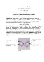 Primityvieji daugialąsčiai. Laboratorinis darbas