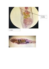 Primityvieji daugialąsčiai. Laboratorinis darbas 11 puslapis