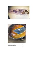 Primityvieji daugialąsčiai. Laboratorinis darbas 12 puslapis