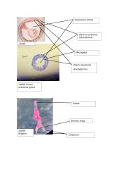 Primityvieji daugialąsčiai. Laboratorinis darbas 3 puslapis