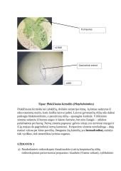 Primityvieji daugialąsčiai. Laboratorinis darbas 4 puslapis