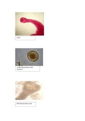 Primityvieji daugialąsčiai. Laboratorinis darbas 6 puslapis