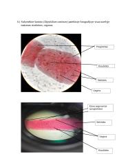 Primityvieji daugialąsčiai. Laboratorinis darbas 7 puslapis