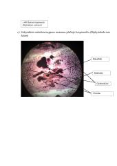 Primityvieji daugialąsčiai. Laboratorinis darbas 8 puslapis