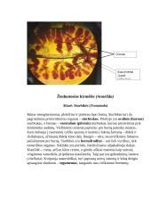 Primityvieji daugialąsčiai. Laboratorinis darbas 9 puslapis