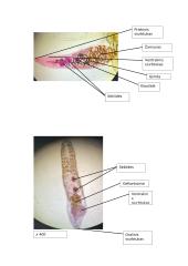 Primityvieji daugialąsčiai. Laboratorinis darbas 10 puslapis