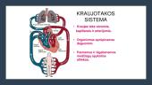 Kraujotakos sistema geriatrijoje 4 puslapis