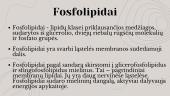 Struktūriniai lipidai 4 puslapis