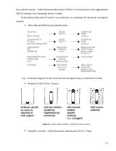 Staphylococcus aureus paplitimas ir kontrolė maisto žaliavose ir produktuose 12 puslapis