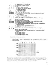 Staphylococcus aureus paplitimas ir kontrolė maisto žaliavose ir produktuose 13 puslapis