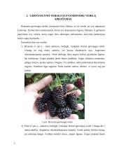 Gervuogių auginimas 4 puslapis