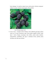 Gervuogių auginimas 5 puslapis