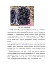 Gervuogių auginimas 6 puslapis