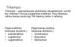 Trikampių rūšys 2 puslapis