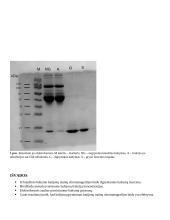 Baltymo gryninimas 4 puslapis