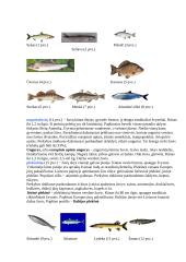 Cheminė žuvų sudėtis jų maistinė vertė 6 puslapis