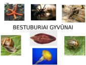 Bestuburiai gyvūnai. Pristatymas