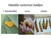 Bestuburiai gyvūnai. Pristatymas 12 puslapis