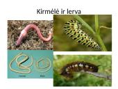 Bestuburiai gyvūnai. Pristatymas 13 puslapis