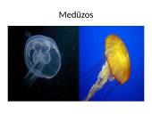 Bestuburiai gyvūnai. Pristatymas 3 puslapis