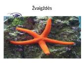 Bestuburiai gyvūnai. Pristatymas 4 puslapis