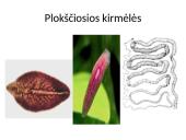 Bestuburiai gyvūnai. Pristatymas 5 puslapis