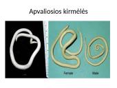 Bestuburiai gyvūnai. Pristatymas 6 puslapis