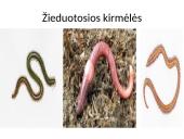 Bestuburiai gyvūnai. Pristatymas 7 puslapis