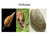 Bestuburiai gyvūnai. Pristatymas 8 puslapis