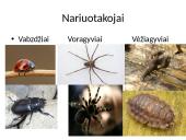 Bestuburiai gyvūnai. Pristatymas 9 puslapis