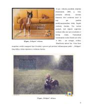 Teksto ir vaizdo dermė gyvūnų ėdalo reklamose 19 puslapis