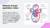 Žmogaus kraujotakos sistema. Skaidrės 19 puslapis