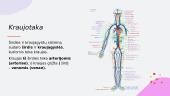 Žmogaus kraujotakos sistema. Skaidrės 8 puslapis