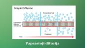 Aktyviosios ir pasyviosios pernašos palyginimas augalų ląstelėse  6 puslapis