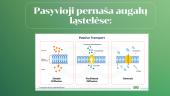 Aktyviosios ir pasyviosios pernašos palyginimas augalų ląstelėse  8 puslapis
