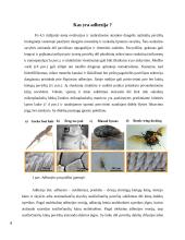 Kontroliuojama adhezija iš gamtos 3 puslapis