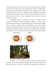 Akies sandara bei akių sutrikimai ir jų ypatumai 6 puslapis