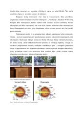 Akies sandara bei akių sutrikimai ir jų ypatumai 7 puslapis