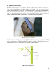 Bambuko augimo struktūra ir jos įkvėpimas tvariai architektūrai 4 puslapis