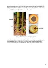 Bambuko augimo struktūra ir jos įkvėpimas tvariai architektūrai 5 puslapis